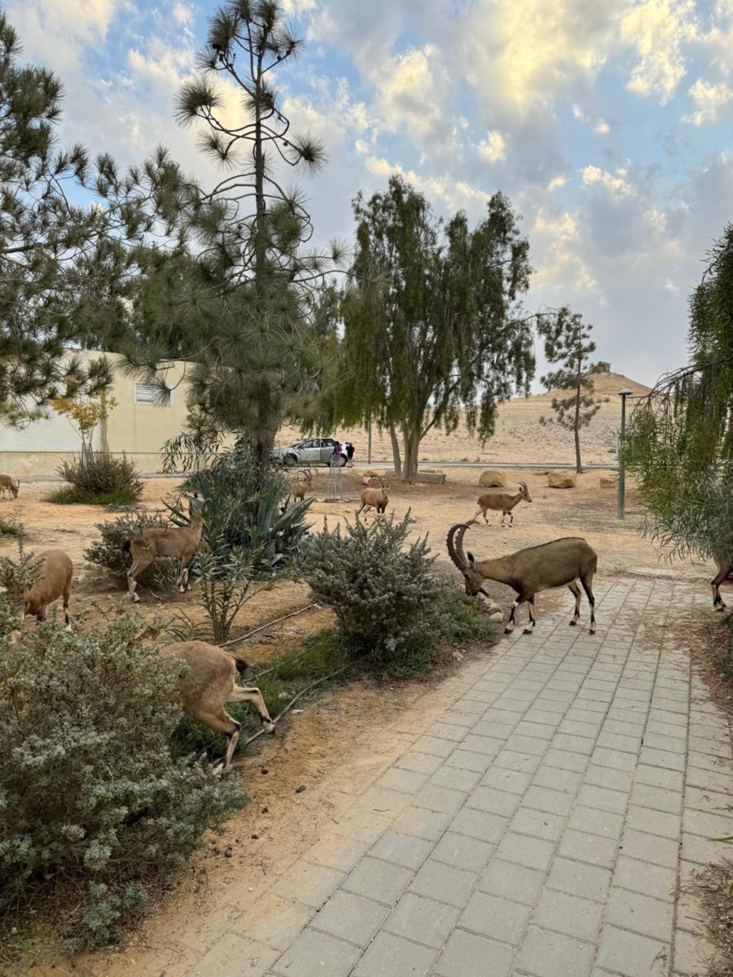 הבית המדברי Apartamento Mitzpe Ramon Exterior foto